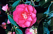 Gloire de Nantes camellia flower