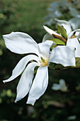 Wada's Memory magnolia flower
