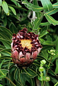 Oleanderleaf protea flower