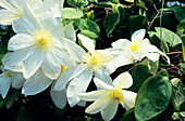 Wada's Primrose clematis flowers