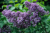 Common lilac flowers