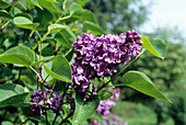 Prodige lilac flowers