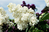 Ellen Willmott lilac flowers