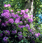 Flowering rhododendron shrub