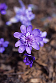 Liver leaf flower