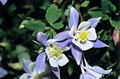 Columbine flowers