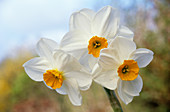 Daffodil flowers