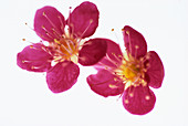 Japanese peach flowers