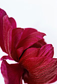 Anemone petals