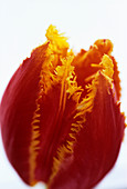 Parrot tulip flower