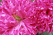 Opium poppy flowers
