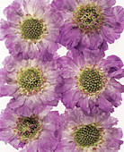 Pincushion flowers