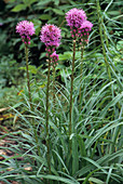 Gayfeather flowers