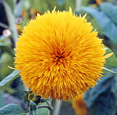 Sunflower bud