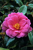 Camellia flower