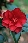 Camellia flower