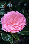 Camellia flower