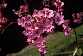 Bergenia