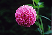 Dahlia 'Candy Cupid' flower