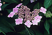 Hydrangea flowers
