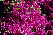 Bougainvillea flowers