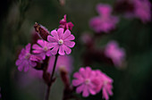 Red Campion flowers