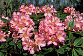 Rhododendron 'Bruce Brechtbill' flowers