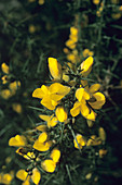 Gorse flowers (Ulex europaeus)