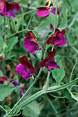 Lathyrus 'Cupani' flowers