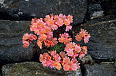 Lewisia 'Ashwood Strain' flowers