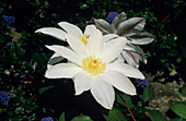 Clematis 'Wada's Primrose' flower