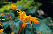 Crocosmia 'Voyager' flowers