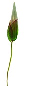 Bindweed flower (Convolvulus sp.)