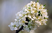 Japanese plum blossom (Prunus salicina)