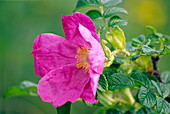 Salt spray rose flower (Rosa rugosa)