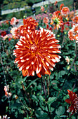 Dahlia 'Picara' flower