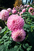 Dahlia 'Pink Lady' flowers