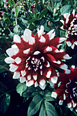 Dahlia 'Duet' flower