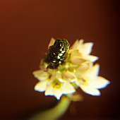 Chincherinchee (Ornithogalum thyrsoides)