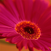 Gerbera flower