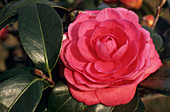 Camellia 'Lorraine'