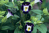 Wishbone flowers (Torenia 'Clown Blue')