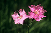 Cheddar pink (Dianthus 'Bath's Pink')
