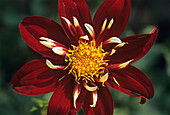 Dahlia 'Chimborazo' flower