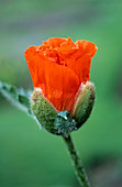 California poppy (Eschscholzia lobbii)