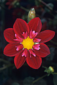 Dahlia 'Don Hill' flower