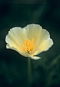 Poppy (Eschscholzia californica 'Alba')