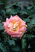 Rose (Rosa 'Britannia')