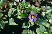 Persian violet flower (Exacum affine)