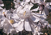 Star magnolia flower (Magnolia stellata)